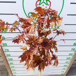 Javor mliečny (Acer platanoides) ´CRIMSON SENTRY´  - výška 120-140 cm, kont. C5L  - NA KMIENKU